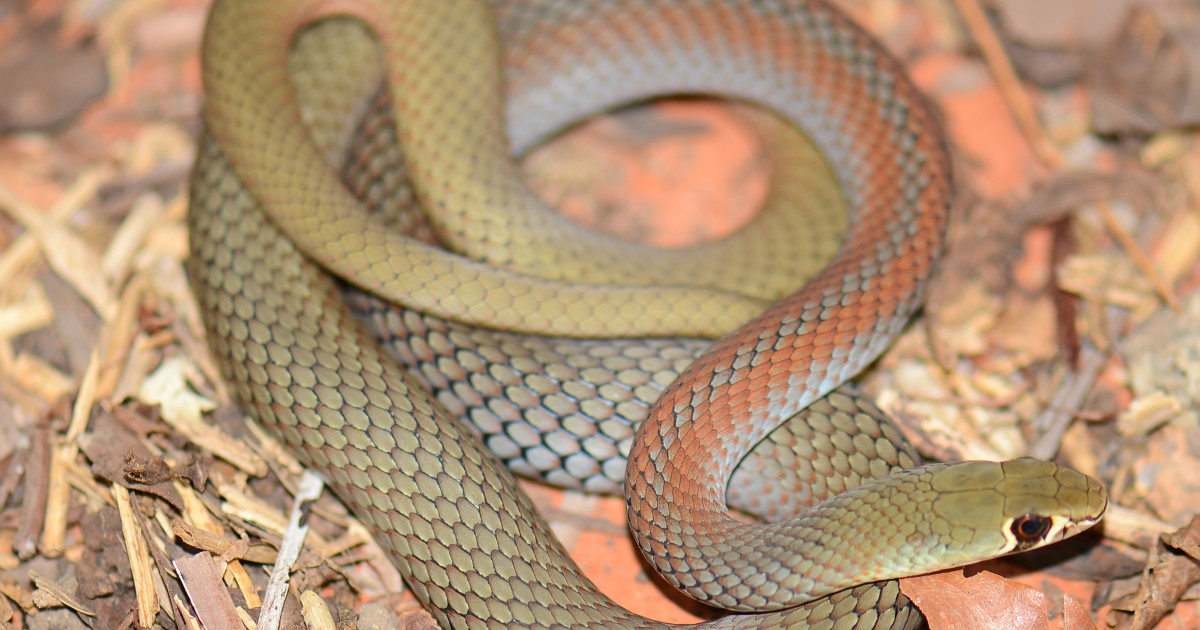 Yellow Faced Whip Snake (Demansia psammophis) Yellow Faced Whip Snake (Demansia psammophis)