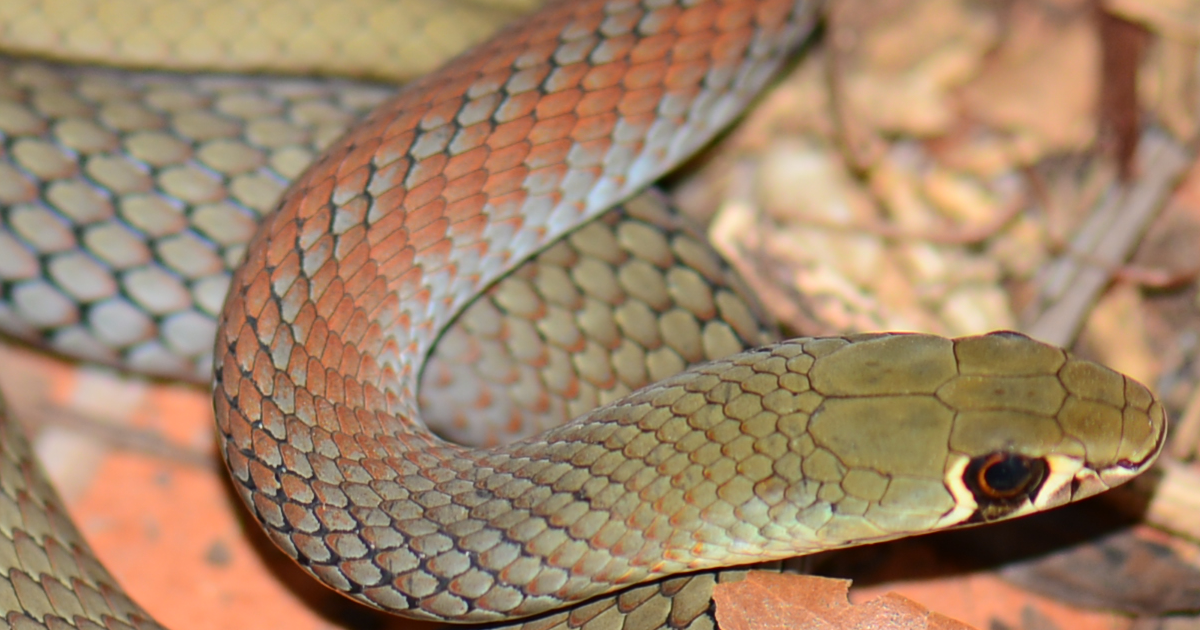 Sunshine Coast Snake Catcher