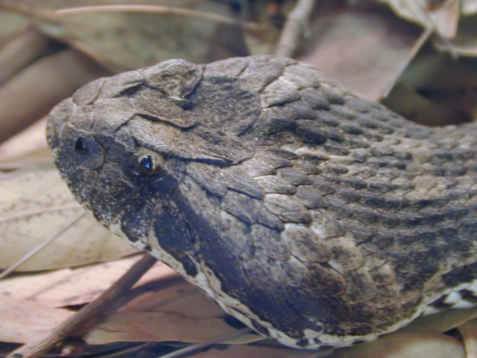 Common Death Adder (Acanthophis antarcticus)