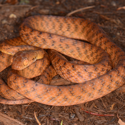 Brown Tree Snake