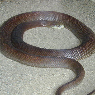 Coastal Taipan