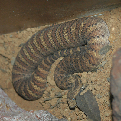 Common Death Adder