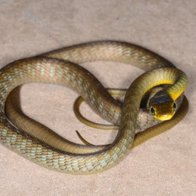 Common Tree Snake