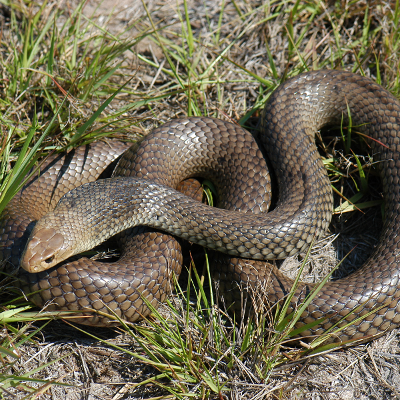 Eastern Brown Snake