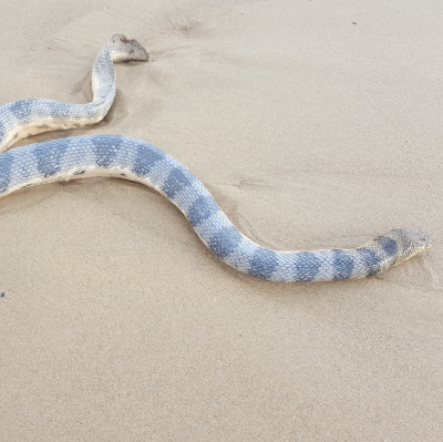 Olive Headed Sea Snake