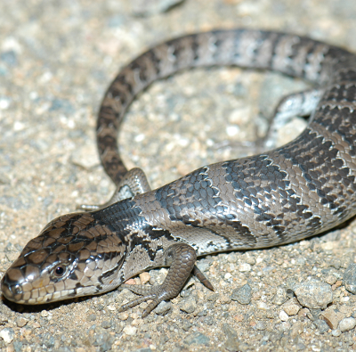 Pink Tongued Skink