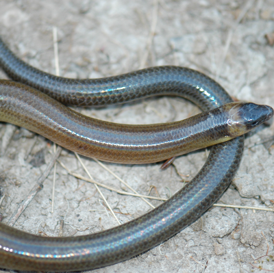 Three Clawed Worm Skink