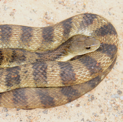 Tiger Snake