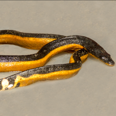 Yellow Bellied Sea Snake