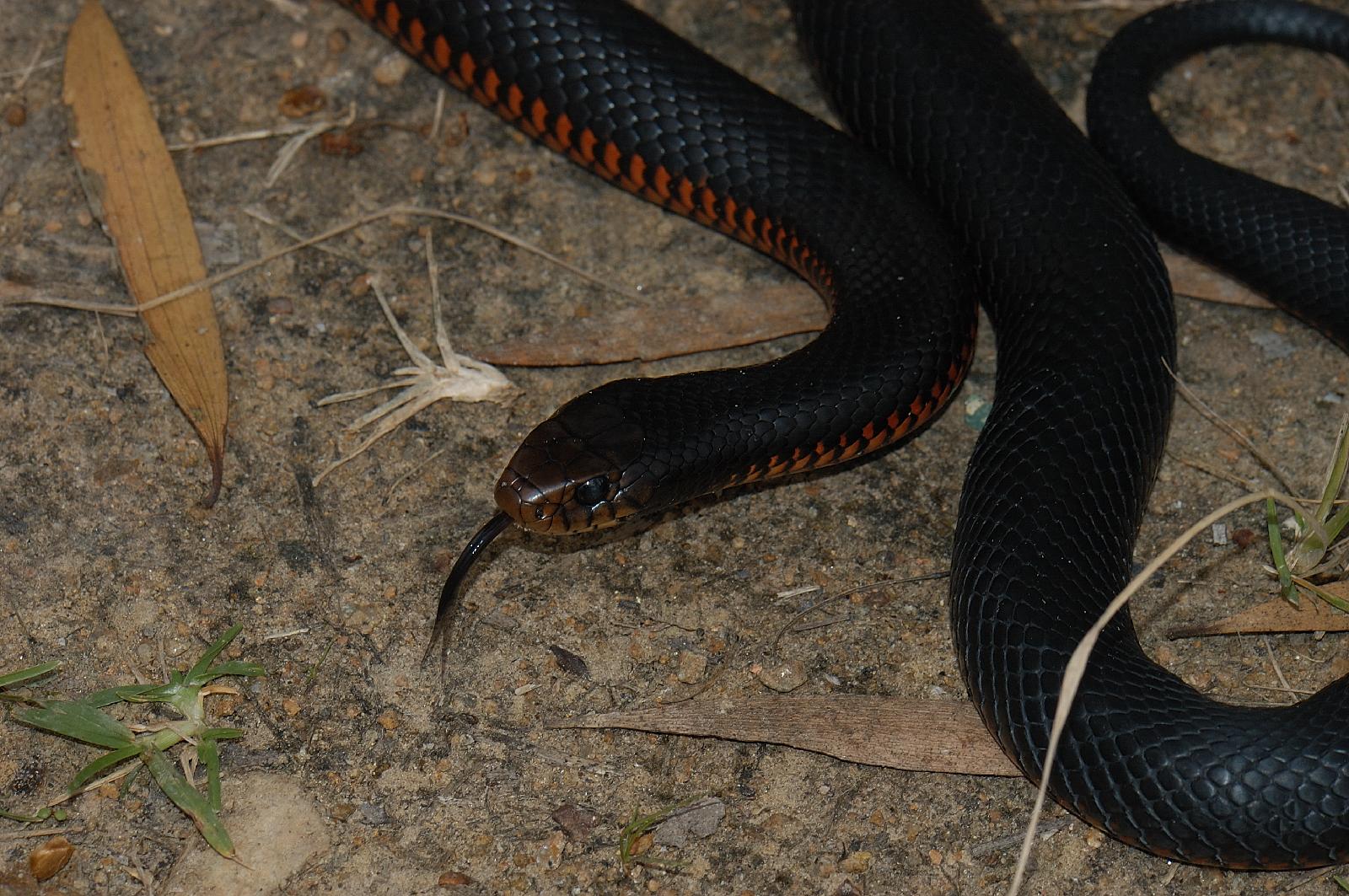 Red Bellied Black Snake (Pseudechis porphyriacus)
