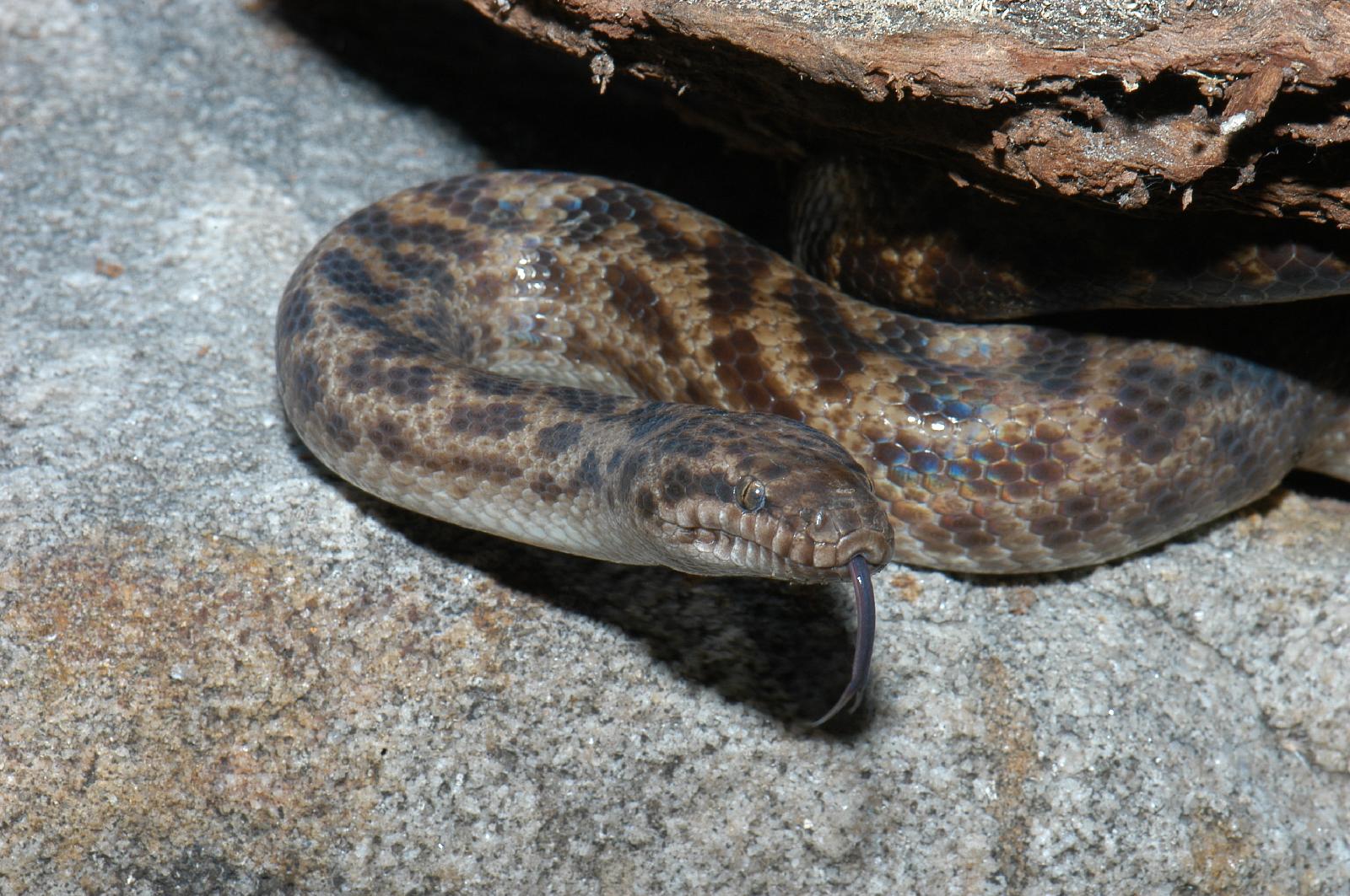 Marbled Spotted Python What Is Spotted Python? – Spotted python – TBNSTF