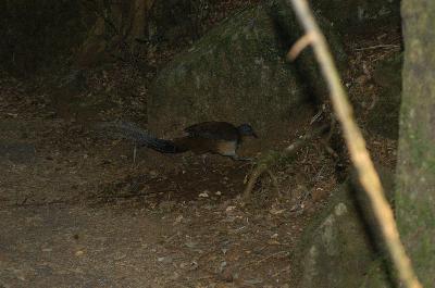 Albert's Lyrebird<br>(Menura alberti)