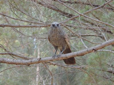 Apostlebird<br>(Struthidea cinerea)