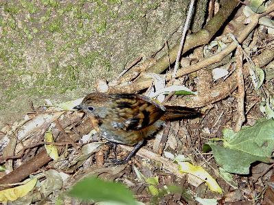 Australian Logrunner<br>(Orthonyx temminckii)