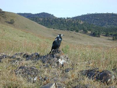 Australian Magpie<br>(Cracticus tibicen)