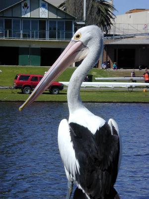 Australian Pelican<br>(Pelecanus conspicillatus)