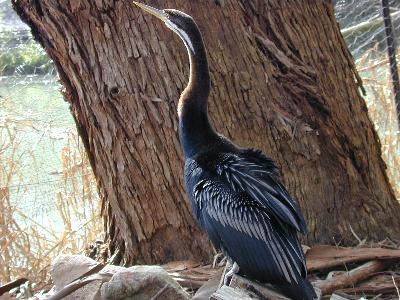 Australian darter<br>(Anhinga novaehollandiae)