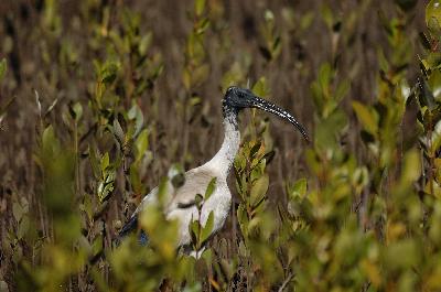 Australian white ibis<br>(Threskiornis moluccus)