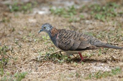 Bar-shouldered Dove<br>(Geopelia humeralis)