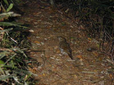 Bassian Thrush<br>(Zoothera lunulata)