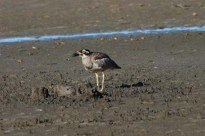 Beach Stone-curlew<br>(Esacus giganteus)