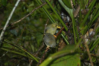 Bell Miner<br>(Manorina melanophrys)