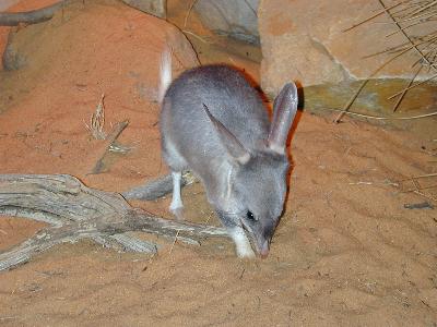 Bilby<br>(Macrotis lagotis)