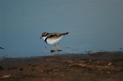 Black-fronted Dotterel<br>(Elseyornis melanops)