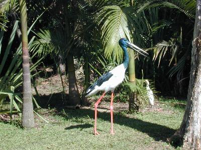 Black-necked Stork<br>(Ephippiorhynchus asiaticus)