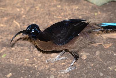 Black sicklebill<br>(Epimachus fastuosus)