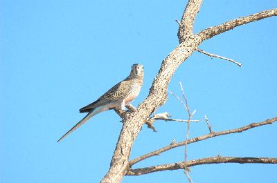 Bourke's Parrot<br>(Neopsephotus bourkii)