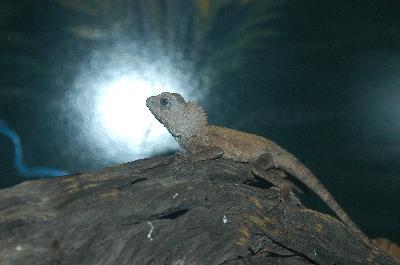 Boyd's Forest Dragon<br>(Hypsilurus boydii)