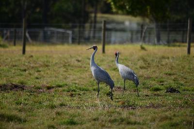 Brolga<br>(Grus rubicunda)