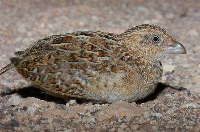 Brown Quail<br>(Coturnix ypsilophora)