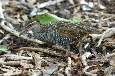 Buff-banded Rail<br>(Gallirallus philippensis)