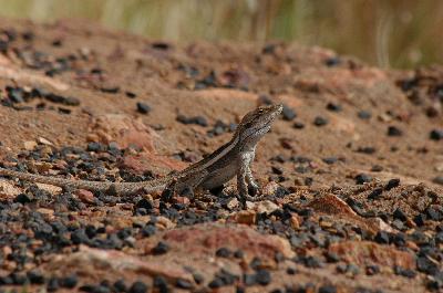 Burns' Dragon<br>(Amphibolurus burnsi)