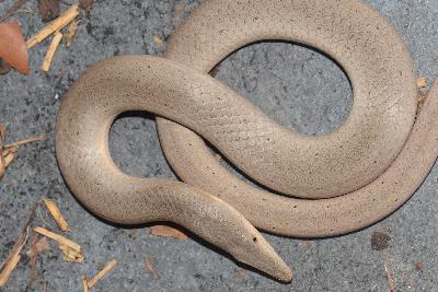 Burtons Legless Lizard<br>(Lialis burtonis)