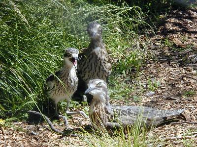 Bush Stone-curlew<br>(Burhinus grallarius)