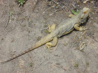 Central Bearded Dragon<br>(Pogona vitticeps)