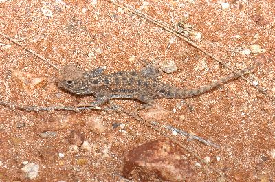 Central Netted Dragon<br>(Ctenophorus nuchalis)