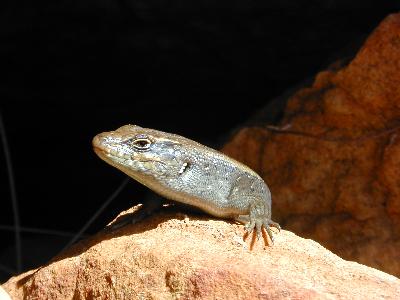 Centralian Ranges Rock-Skink<br>(Liopholis margaretae)