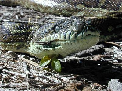 Coastal Carpet Python<br>(Morelia spilota mcdowelli)