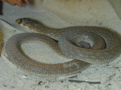 Common Scaly-Foot<br>(Pygopus lepidopodus)