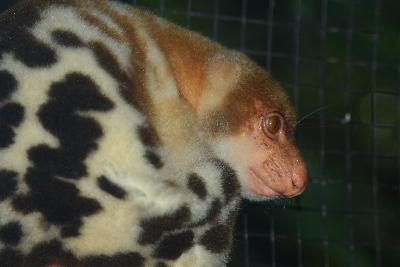 Common Spotted Cuscus<br>(Spilocuscus maculatus)