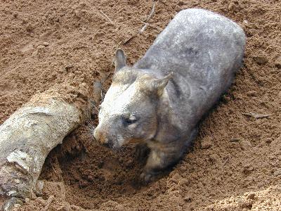 Common Wombat<br>(Vombatus ursinus)