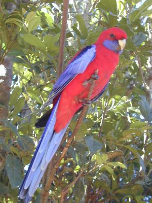 Crimson Rosella<br>(Platycercus elegans)