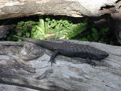 Cunningham's Skink<br>(Egernia cunninghami)