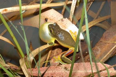 Dainty Green Tree Frog<br>(Litoria gracilenta)