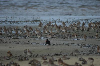 Eastern Curlew<br>(Numenius madagascariensis)