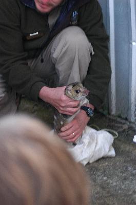 Eastern Quoll<br>(Dasyurus viverrinus)